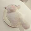 Llavero gato