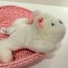 Peluche perrito