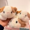 Peluche cute
