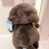 Peluche gato negro