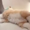 Peluche gato gris M