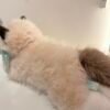 Peluche gato gris M