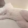 Peluche gato blanco M