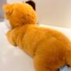 Peluche gato naranja M