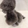 Peluche perrito